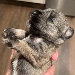 Peyton - Salt and pepper female Miniature Schnauzer puppy in Interlachen, Florida from Pam's Schnauzers