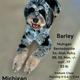 Barley