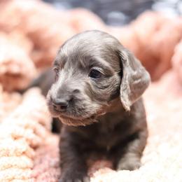 Blue - Gray (blue) male Dachshund puppy in Eaton, Ohio from Miniature Alphas Dachshunds