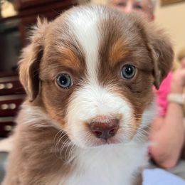 Sage - Red tri-color female Miniature American Shepherd puppy in Carson City, Nevada from Springhill Miniature American Shepherds