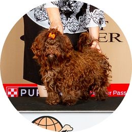 Zofia - Russian Tsvetnaya Bolonka