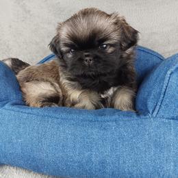 Fawn Girl 1 - Fawn female Pekingese puppy in Batesburg Leesville, South Carolina from My Unique Peke