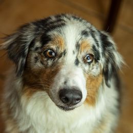 Izzy - Australian Shepherd