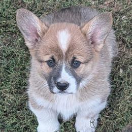 Boy 1 - Sable male Pembroke Welsh Corgi puppy in Clayton, Washington from Smiling J Ranch Corgis
