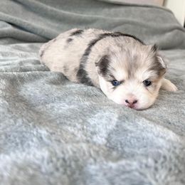 Pomsky Puppies from Pomsky Playpen