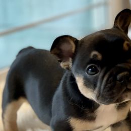 Boy 3 - Black and tan French Bulldog puppy in Gardnerville, Nevada from Our House French Bulldogs