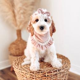Sunny - Parti female Goldendoodle puppy in Chesapeake, Virginia from Buck's Pups