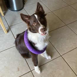 Gigi - Border Collie