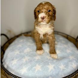 Bethany - Apricot Goldendoodle puppy in Houston, Texas from Golden Life Doodles