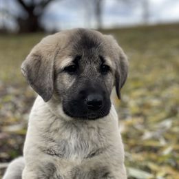 Evergreen Girl - Fawn female Anatolian Shepherd Dog puppy in Kalispell, Montana from Wild Rooster Family Farm (AKC Anatolians OFA Hips Tested)