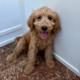 F1B Goldendoodle Biscuit - Red  male Goldendoodle puppy in Redding, California from Casa Delarosa Collective Poodles & Doodles