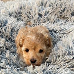 Ziggy - Apricot male Maltipoo puppy in Oklahoma City, Oklahoma from Red Okie Poos