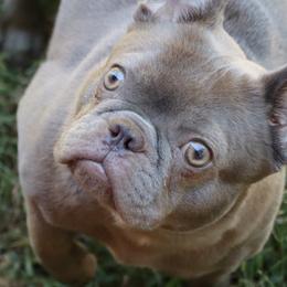 Doli - French Bulldog