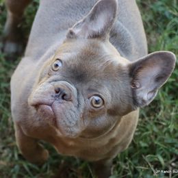 Doli - French Bulldog