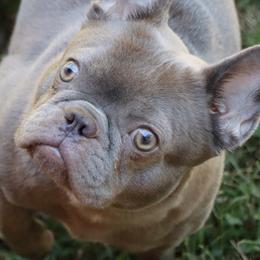 Doli - French Bulldog