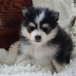 Joshua - Tri-color male Pomsky puppy in Elgin, Oregon from Kenna'z Kuddly Pomskiez