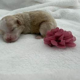 Girl 1 - Apricot female Maltipoo puppy in Denair, California from 209PuppiesCaliforniaMaltipoo