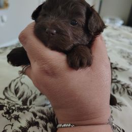 Pekingese and Poodle Puppies from Polk County Peekapoos