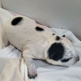 Pumpkin - Blue male Australian Cattle Dog puppy in Monterey, Tennessee from Quarter Acre Farms