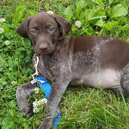 German Shorthaired Pointers from Star Center Kennels