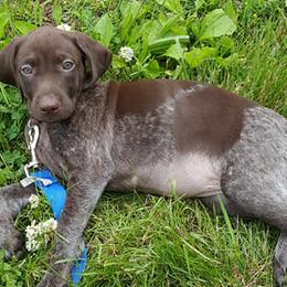 German Shorthaired Pointers from Star Center Kennels