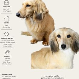 Dachshund puppies from Golden Moose Homestead