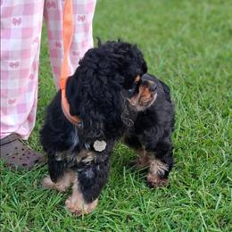 TooToo - Cocker Spaniel