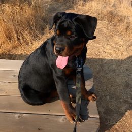 Rottweilers from Ride or Die Rottweilers