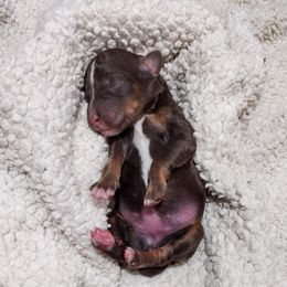 Acorn - Brown and white female Bernedoodle puppy in Delta, Pennsylvania from KEE Bernedoodles