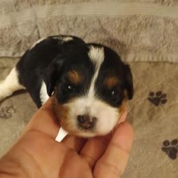 Girl one - Tri-color female Cavapoo puppy in East Providence, Rhode Island from Marta's Cavaliers