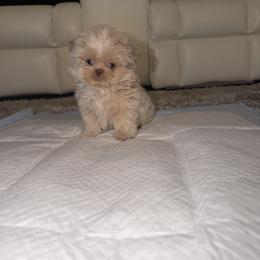 Milo - Cream and white male Shih Tzu puppy in Monrovia, California from Sunrise Shihtzu Blossom