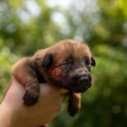 Dusty - Fawn male Belgian Malinois puppy in Lincoln, Nebraska from Nebraska K9