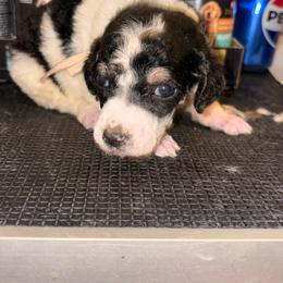 Norma - Parti female Poodle puppy in Toledo, Ohio from Exquisite Dalmatians & Standard Poodles