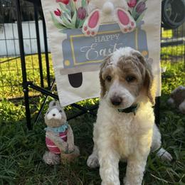 Sapphire (mint collar) - Parti female Poodle puppy in Port Saint Lucie, Florida from Abbott Standard Poodles