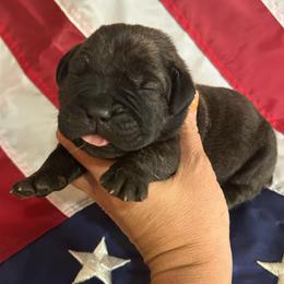 Red collar - Chestnut brindle male Cane Corso puppy in Tucson, Arizona from Cane Corso Friends