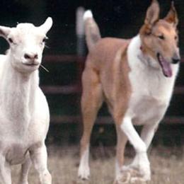 Collies from Tango Collies