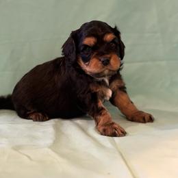 Vader - Tri-color male Cavachon puppy in Greeley, Colorado from Cute, Colorado Cavachons