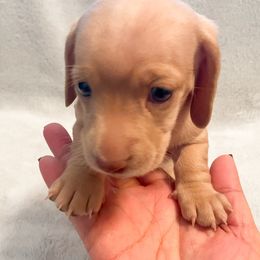Sally - Cream female Dachshund puppy in Rockwall, Texas from Mendez’s Dachshunds