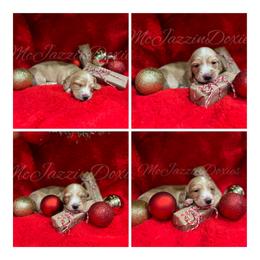 Dachshund Puppies from McJazzin Doxies