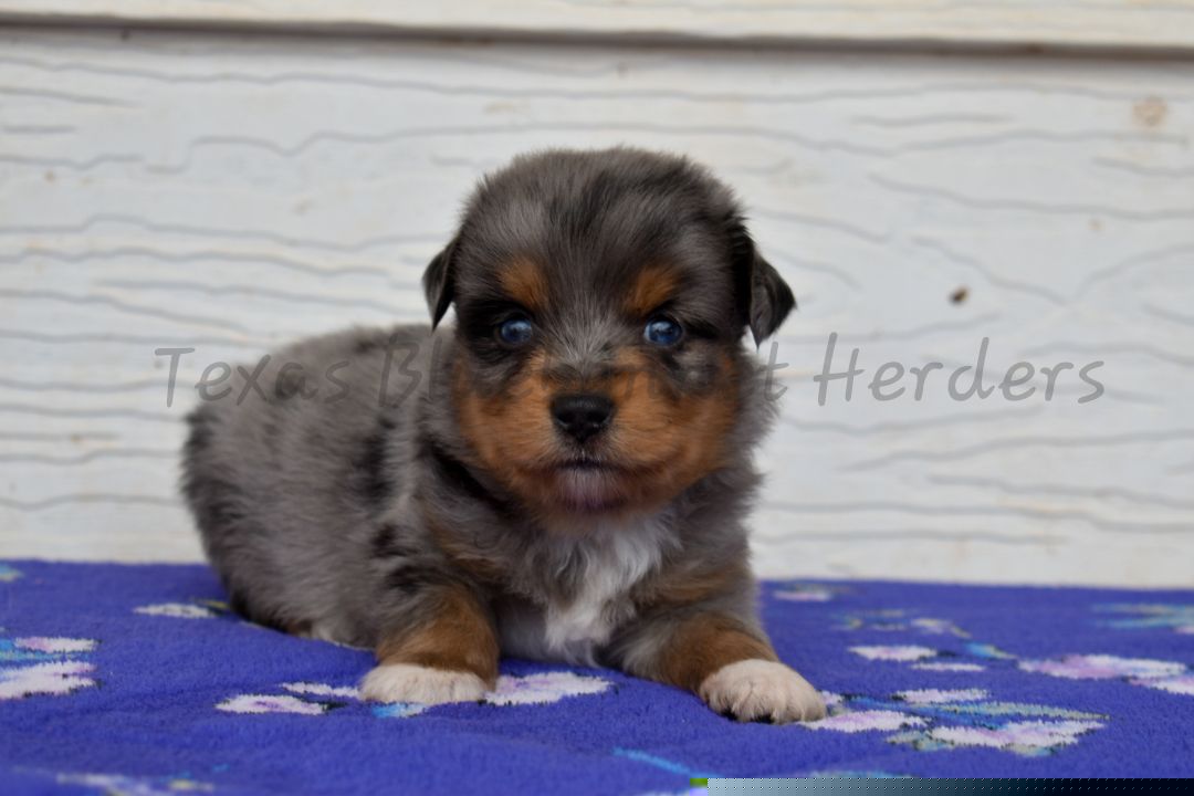 Boy 2 - Blue merle male Toy Australian Shepherd puppy in Lubbock, Texas from Texas Bluebonnet Herders