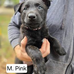 Medium Pink Collar Female - Gold brindle female Dutch Shepherd puppy in Dallas, Georgia from Bluestone Creek Dutch Shepherds