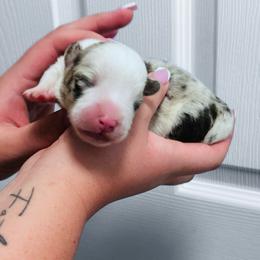Boone - Blue merle and white male Cardigan Welsh Corgi puppy in Kerens, West Virginia from Leather & Lace