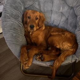 Golden Retriever All Grown Up from Krueger Goldens