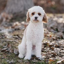 Mia - Cavapoo