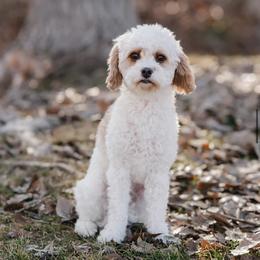 Mia - Cavapoo