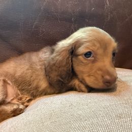 Boy 3 - Sable male Dachshund puppy in Pontiac, Michigan from Hutch hounds