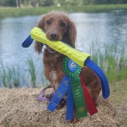 Ruby - English Cocker Spaniel