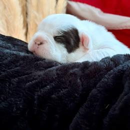 Pied female - Black and white female French Bulldog puppy in Jefferson City, Missouri from Central Frenchie Haven