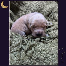 Vega - Golden male Golden Retriever puppy in Buckley, Washington from Chrysus Spirit Goldens
