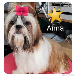 Shih Tzu Puppies from Trinity Shihtzu's So Calif